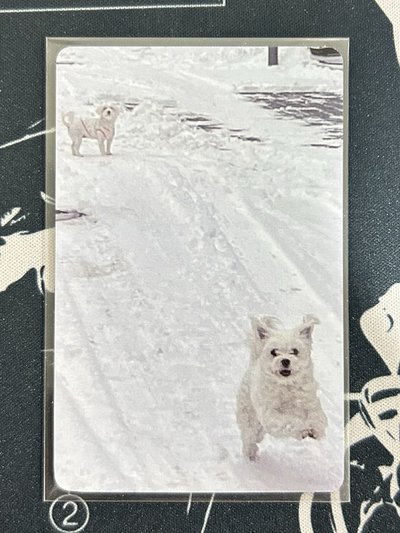 ITZY 李彩領 Cheshire時期 WM簽售卡（特殊卡背）