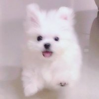 汪汪小葵立大功