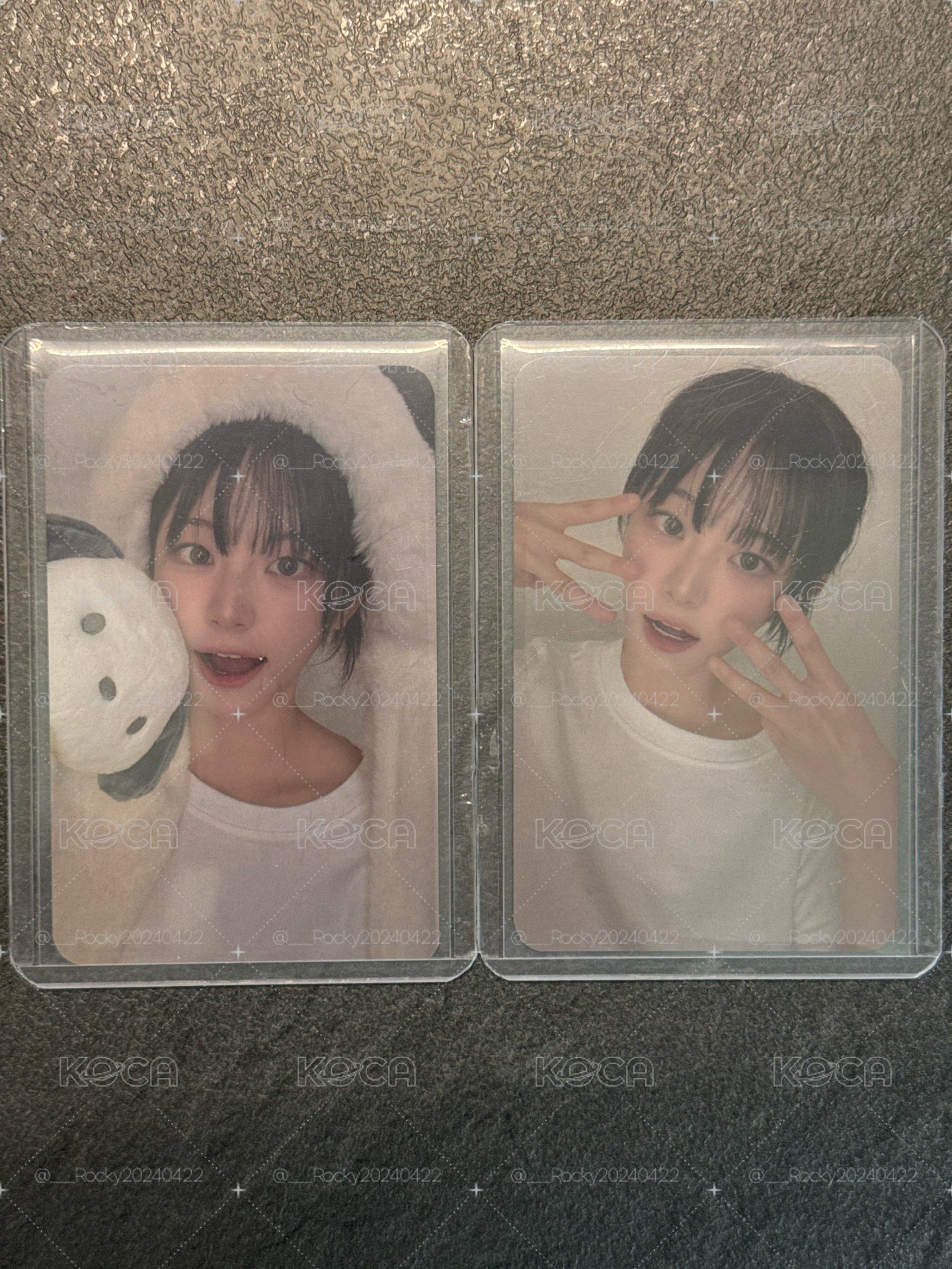 帕恰狗&貓鬍鬚丹