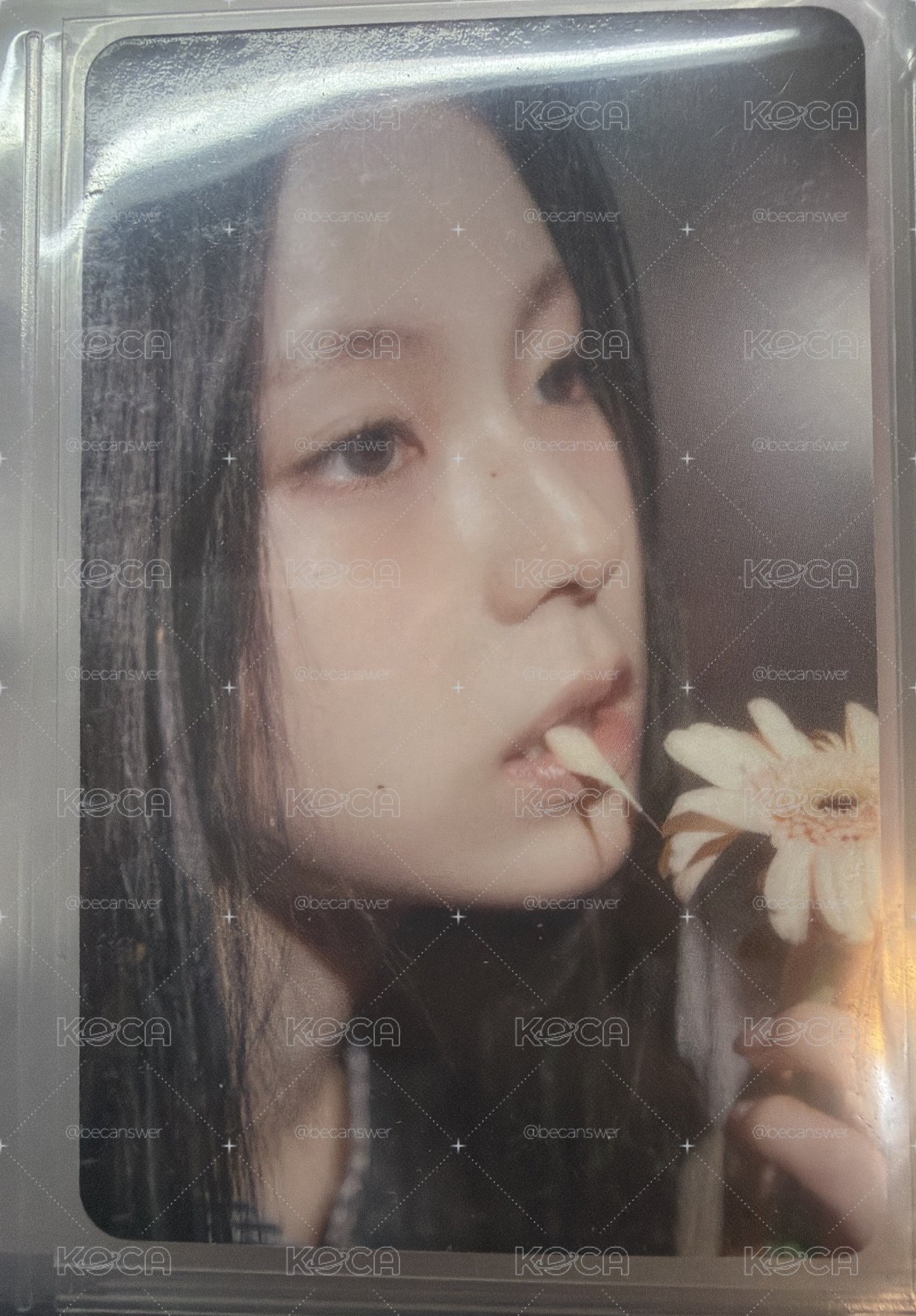 正規一預售圭