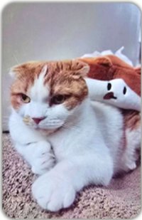 OWHEECE 面紙盒 周邊卡 