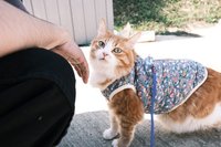 獨眼黑白狗