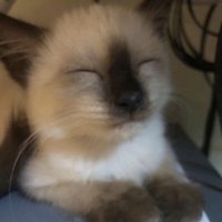 小鹿斑比（默認廠損）