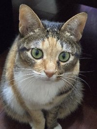 太子
