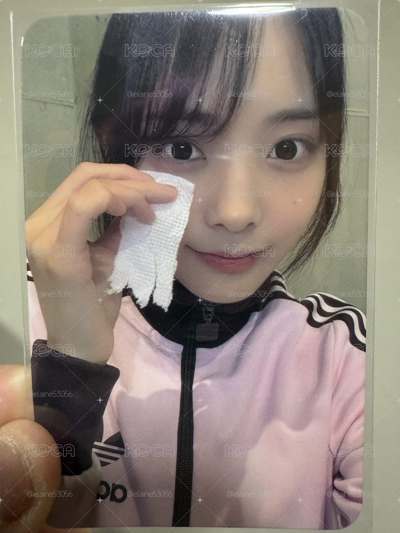 帕恰狗燕綁出