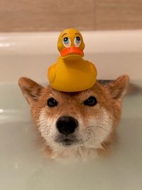haru