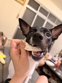Bone