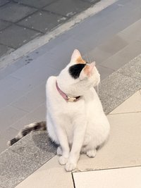 Ali