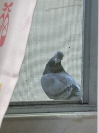呱呱