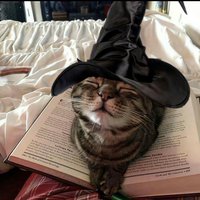 𓆩☘︎烏貓 𓆪 