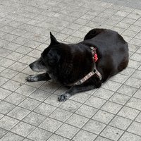 汪汪