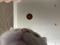 Feli
