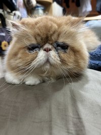 卡洛里
