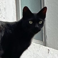 雪山上的醬板鴨