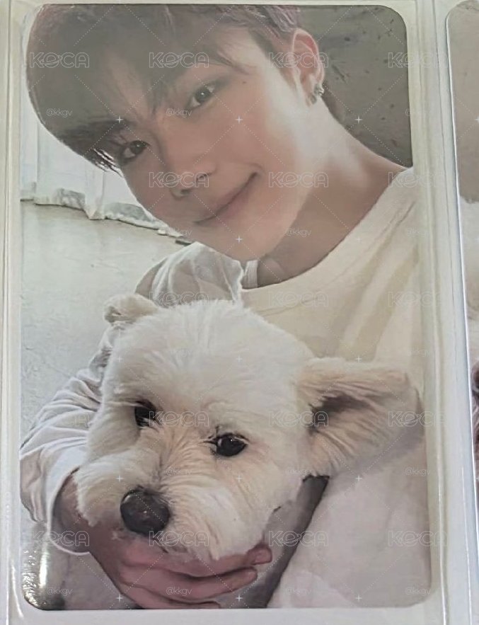 zb1團封狗狗卡