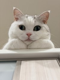 Oliver