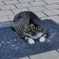 ⌯･ㅅ･⌯