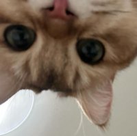 베