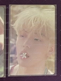 吃花的秀彬