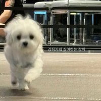 체리🍒🐰🐈‍⬛