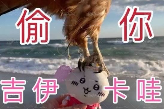 被老鷹抓走的同款觀光吉伊🦅