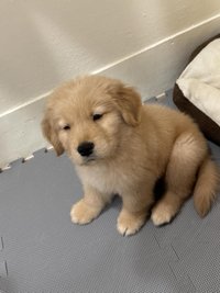 小狗飼養員