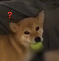 竣竣的狗勾
