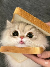 莯莯🐱 現貨可直拍三天內發貨
