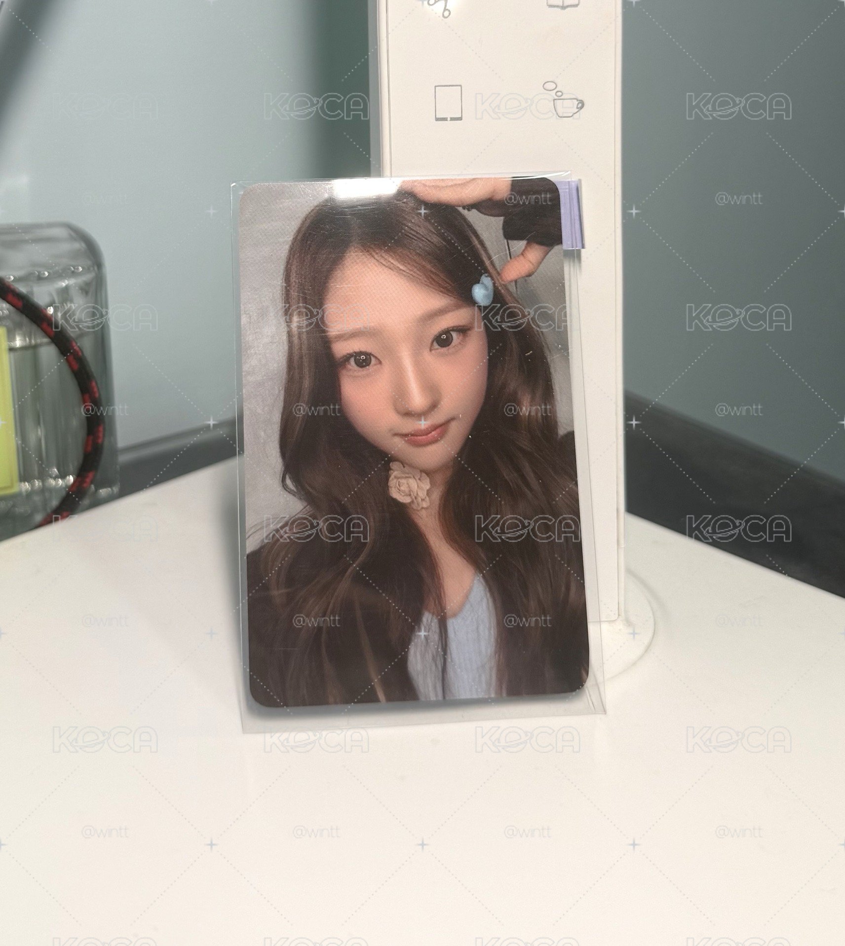 狗耳stella 現貨
