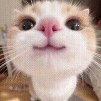 Li