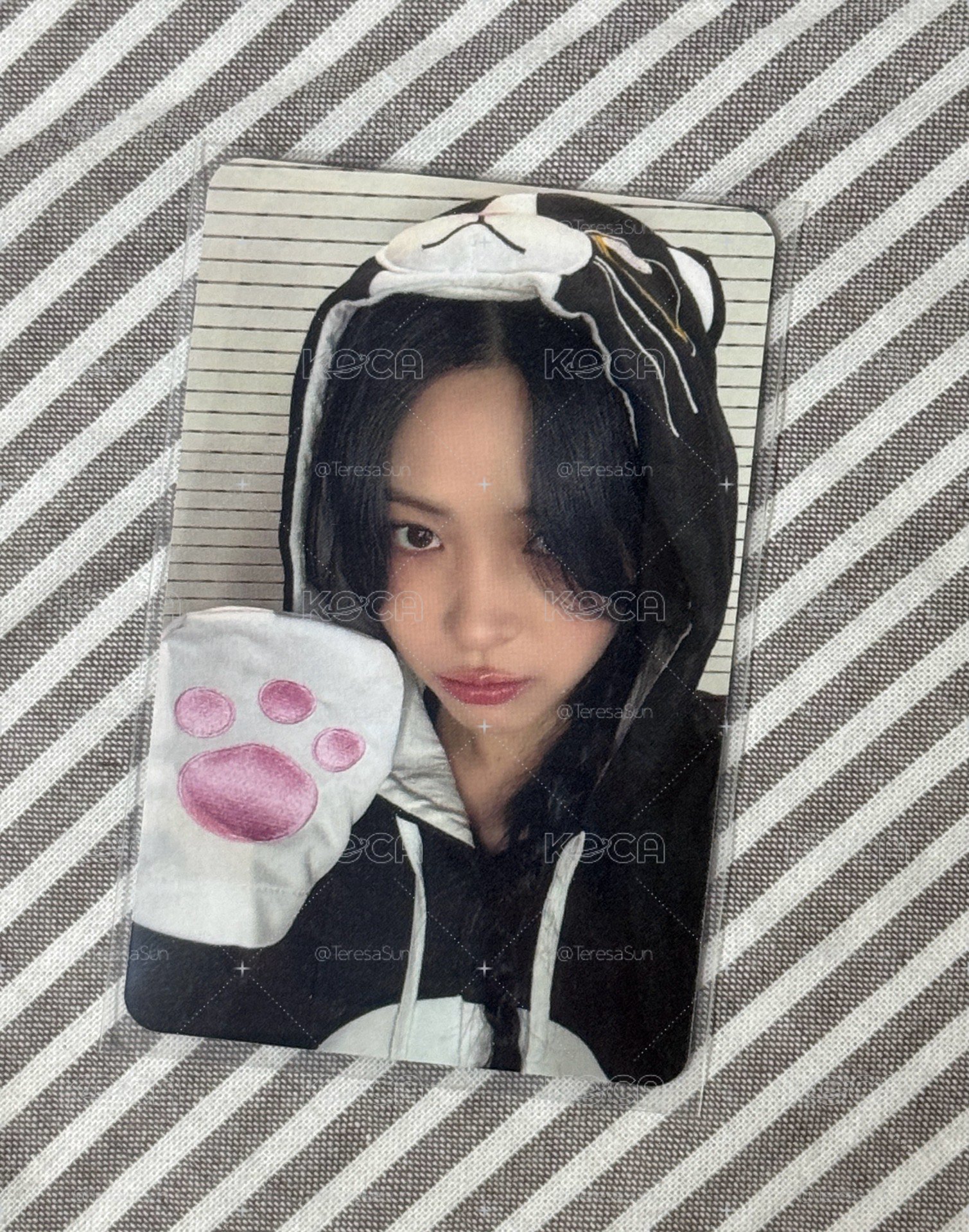 小貓 留