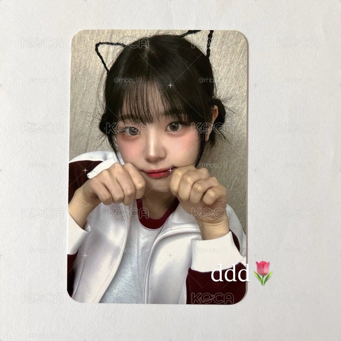 qwer 貓咪丹