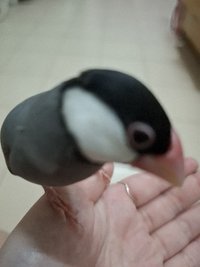 佳諭戶小