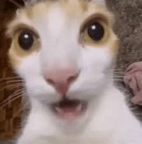 ky