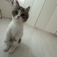 妮