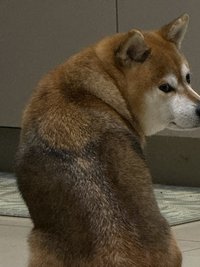 StarTzubomi