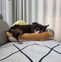 Bella (購買前看簡介感恩恩)