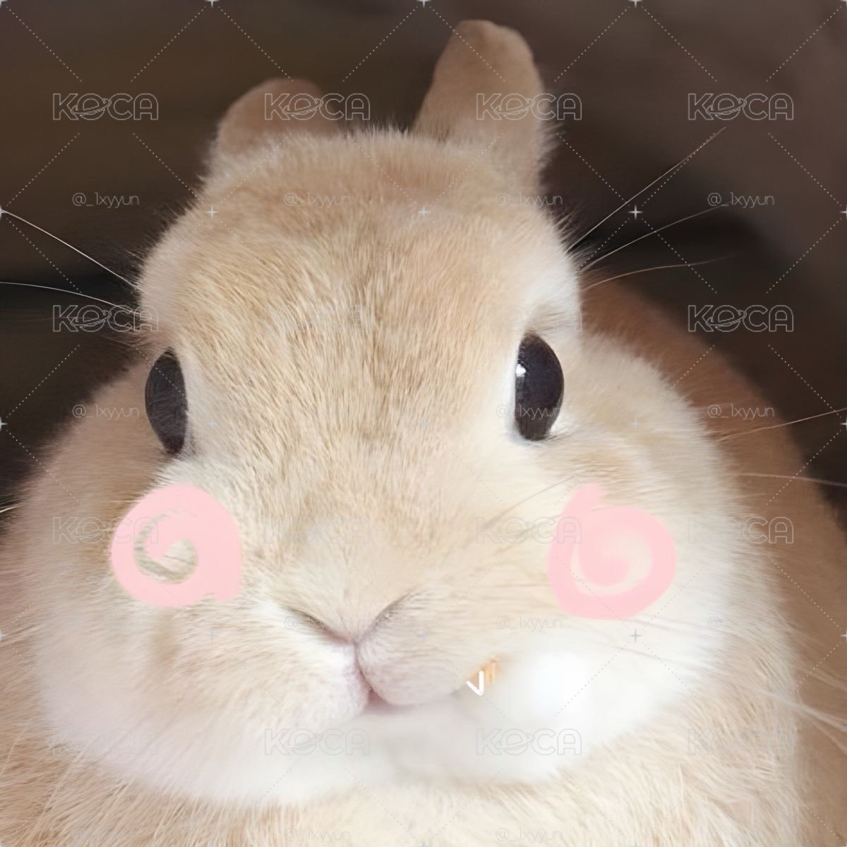 帕芙禮 小卡福袋