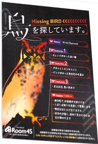 VOLTACTION半週年 特典 明信片 