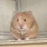 小楊