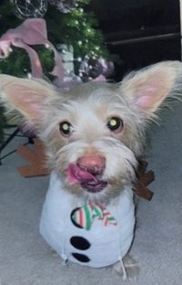 四巡MOMO設計周邊 狗狗卡 周邊卡 