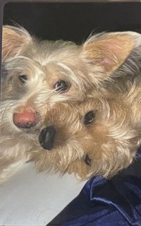 四巡MOMO設計周邊 狗狗卡 周邊卡 