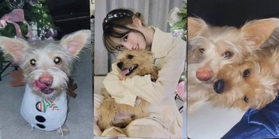 MOMO設計 狗狗卡3張