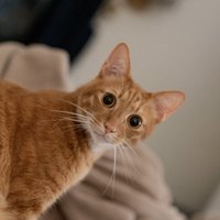 茜