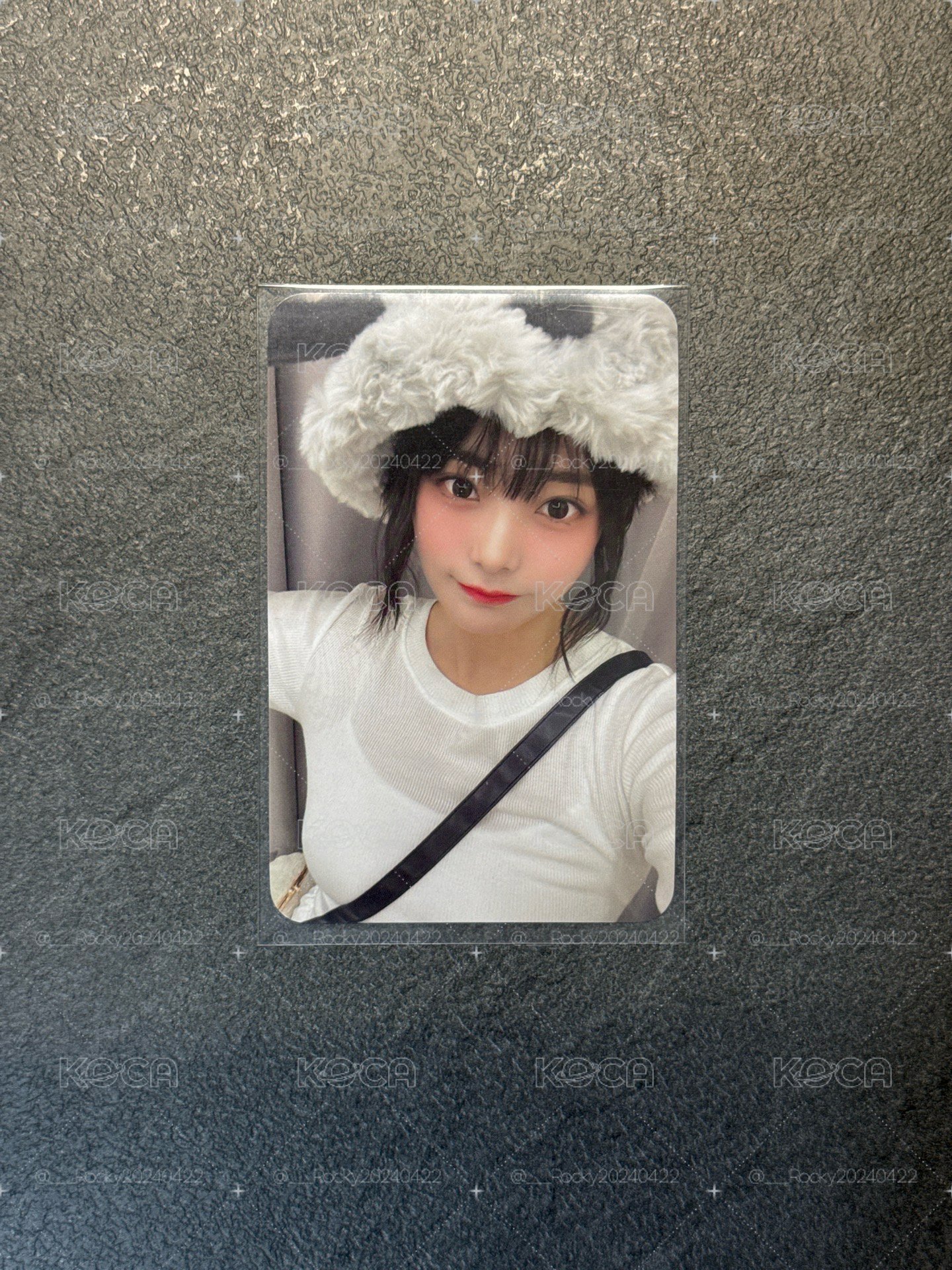 小狗帽燕
