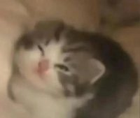 小龍蝦生魚片🐠