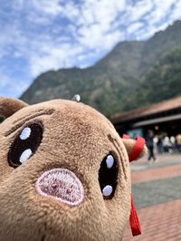 沙發鈴馬薯