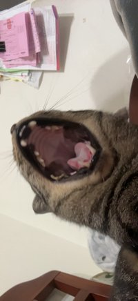 sy