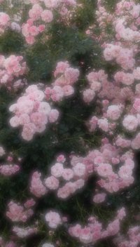 把寶貝們帶回家吧