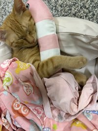 희